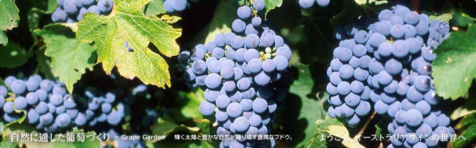 自然に適した葡萄づくり＝Grape Garden 輝く太陽と豊かな自然が織り成す豊潤なブドウ。ようこそオーストラリアワインの世界へ